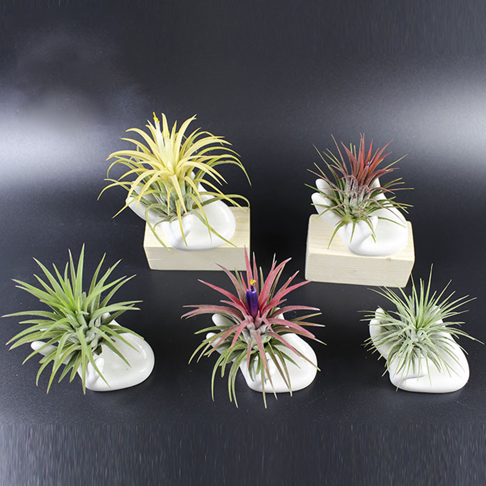 Air Plant Tillandsia - ฐานเซรามิกสำหรับวางต้นไม้ในอากาศ 8 ชิ้น ที่วางต้นไม้เบอร์กาม็อท ของตกแต่งบ้าน ที่วางโชว์ต้นไม้ทิลแลนด์เซีย