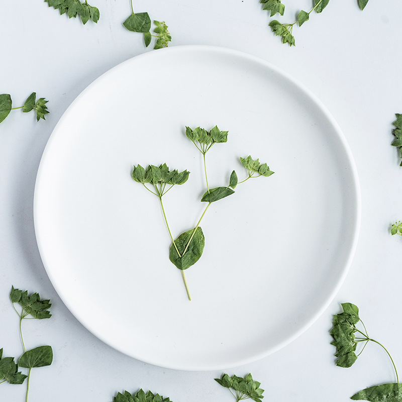 Plant Parent Sticker - หญ้าหูกระต่าย 60 ชิ้นพร้อมกิ่งก้าน ใบไม้จริง สติกเกอร์แฮนด์เมดสำหรับเด็กและงาน DIY