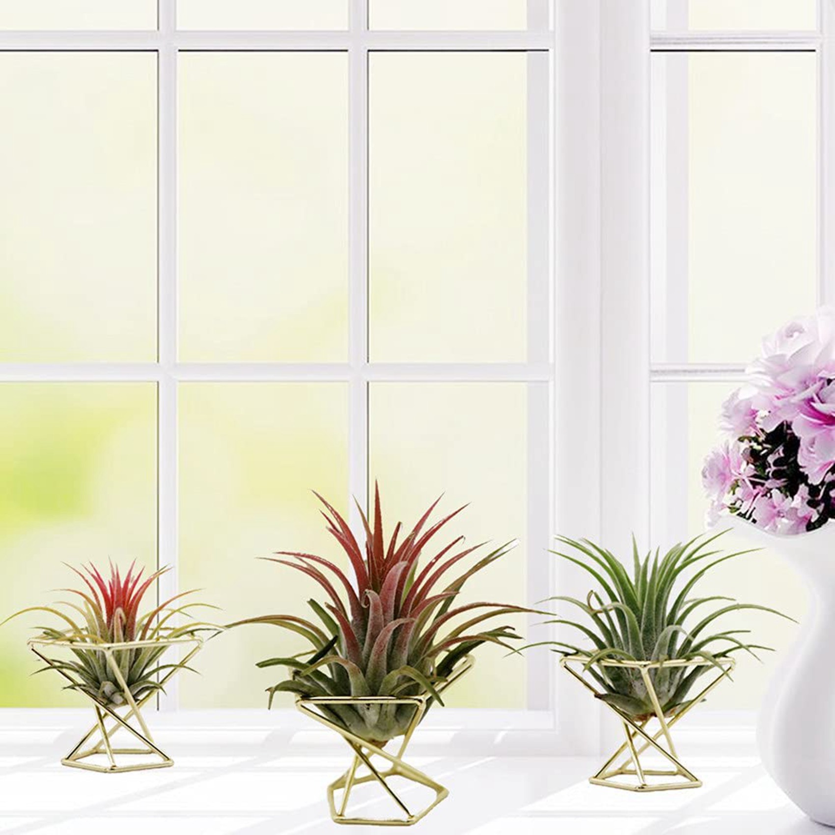 ชั้นวางต้นไม้โลหะทรงเรขาคณิต S - Air Plant Tillandsia บทวิจารณ์และราคา