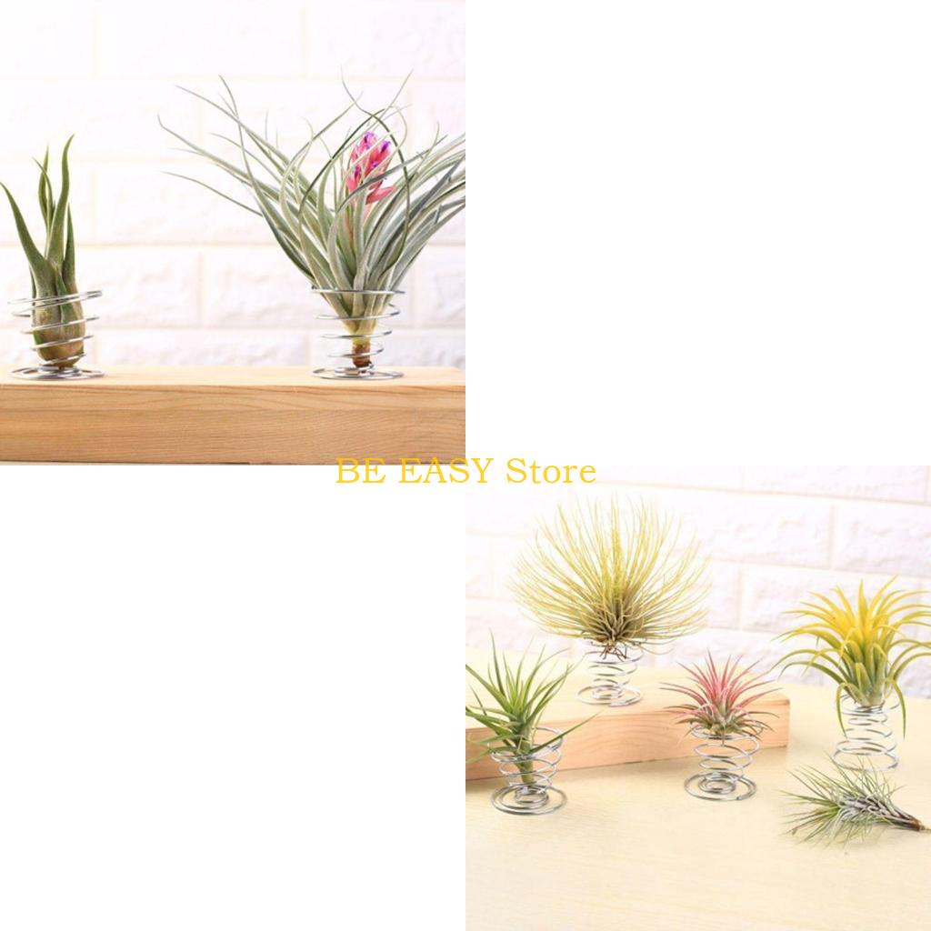 E28F ชุดพืชบ้านเขตร้อนสด 20 ต้ - Air Plant Tillandsia บทวิจารณ์และราคา