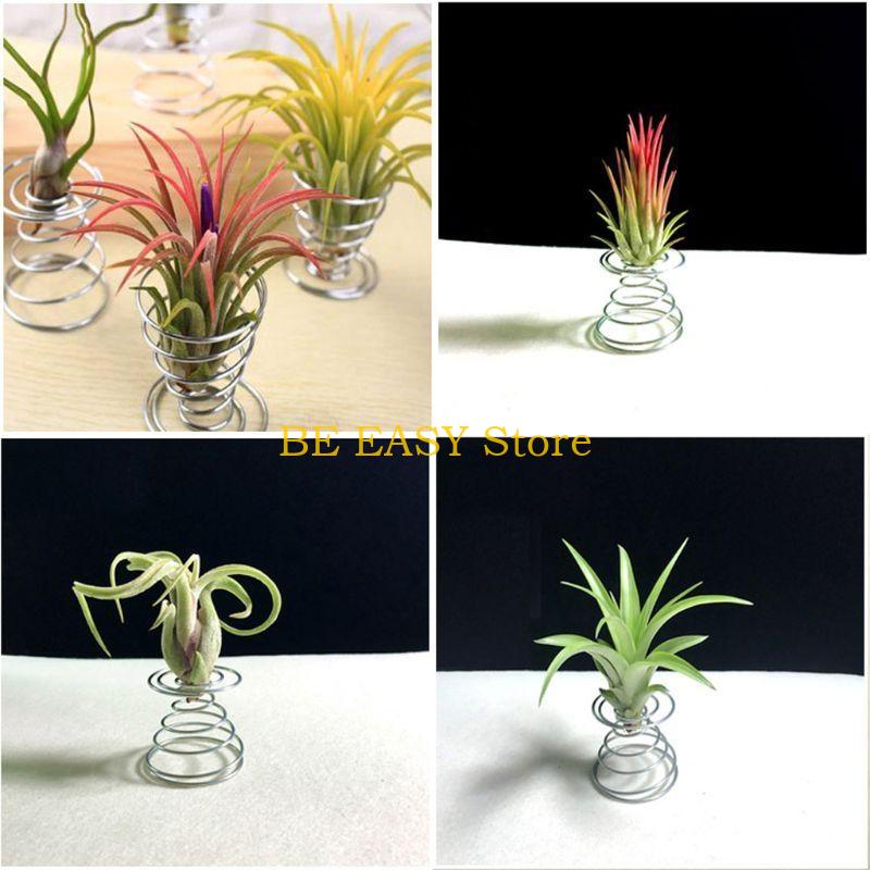 E28F ชุดพืชบ้านเขตร้อนสด 20 ต้ - Air Plant Tillandsia บทวิจารณ์และราคา