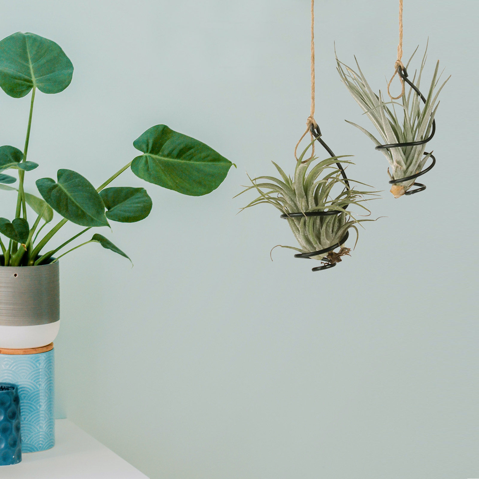 ชุด 12 ชิ้น ที่แขวนต้นไม้ในอาก - Air Plant Tillandsia บทวิจารณ์และราคา
