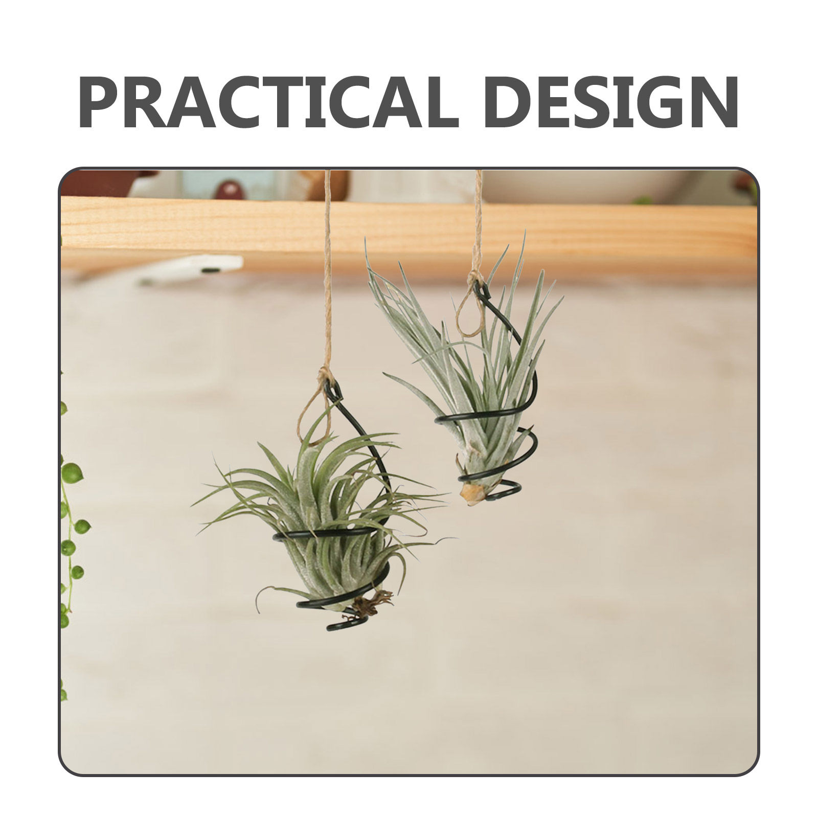 ชุด 12 ชิ้น ที่แขวนต้นไม้ในอาก - Air Plant Tillandsia บทวิจารณ์และราคา