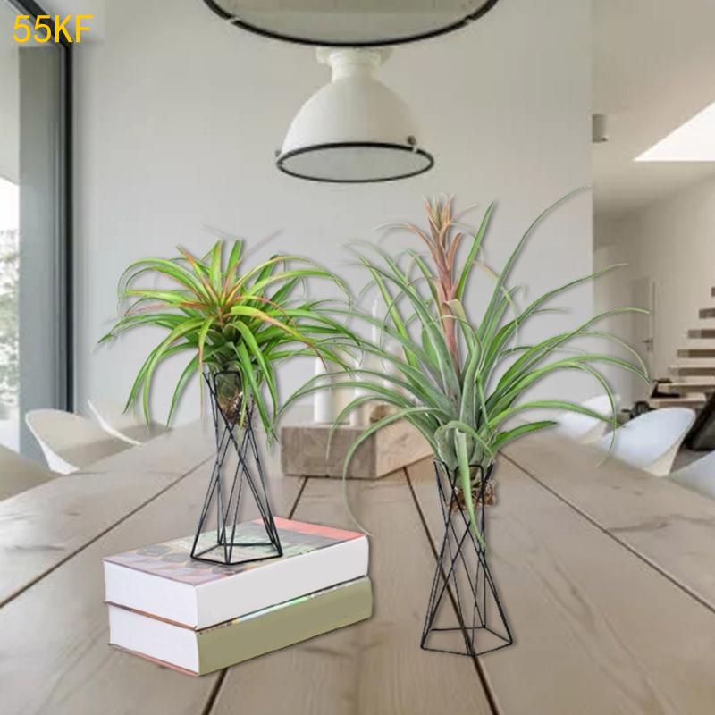 55kF Nordic Air Plant Holder M - Air Plant Tillandsia บทวิจารณ์และราคา