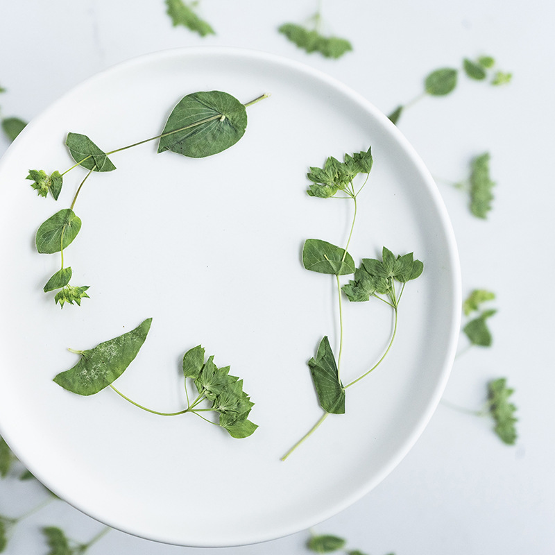หญ้าหูกระต่าย 60 ชิ้นพร้อมกิ่ง - Plant Parent Sticker บทวิจารณ์และราคา