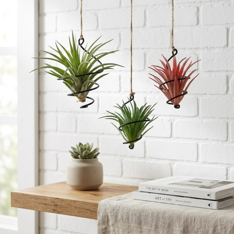 ที่แขวนต้นไม้แบบแขวน ที่แขวนต้ - Air Plant Tillandsia บทวิจารณ์และราคา